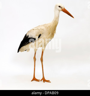 Stork Stockfoto