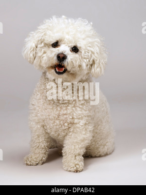 Bichon Frise Stockfoto