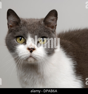 Britische Short Haired blaue und weiße Katze Stockfoto