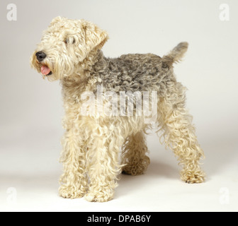 Lakeland Terrier Stockfoto