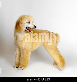 Großpudel Stockfoto