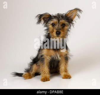 Yorkshire-Terrier Stockfoto