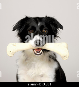 Border Collie mit Knochen Stockfoto