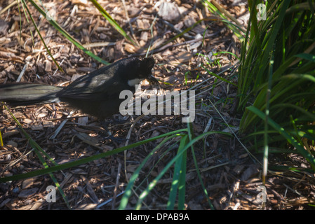 Australische Feuchtgebiet Vögel Willy Bachstelze Vogel schwarz / weiß allein im Rasen essen Stockfoto