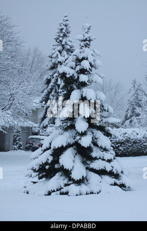 Frische Schneedecke immergrüne Bäume auf Wohneigentum Stockfoto