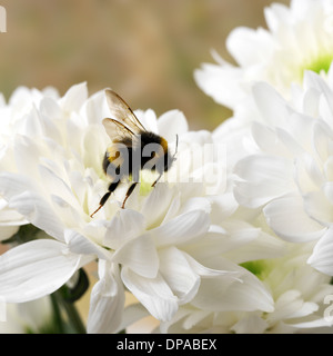 Hummel auf weiße Chrysantheme Stockfoto