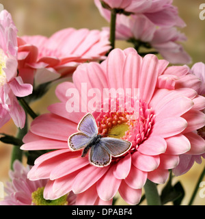 Schmetterling auf rosa Gerbera Stockfoto