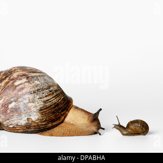 Kleine und große Schnecken Stockfoto