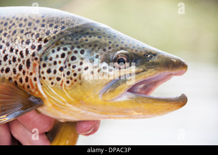 Bachforelle gefangen beim Fliegenfischen. Catch and Release Stockfoto