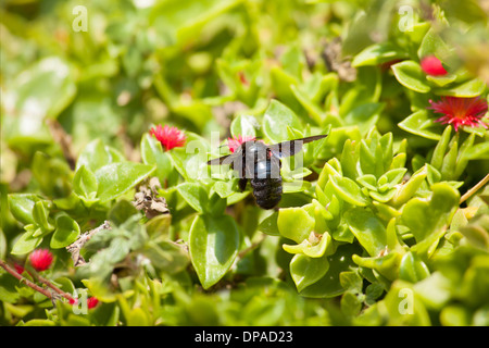 Schwarze Holzbiene auf Blume Stockfoto