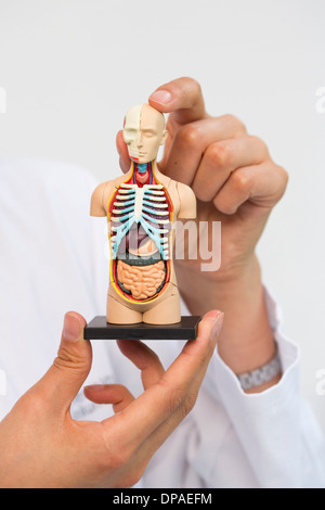 Wissenschaftlerin hochhalten Miniatur anatomisches Modell Stockfoto