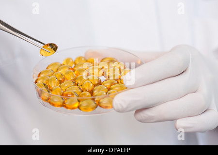 Fischölkapseln entfernen aus Petrischale mit einer Pinzette Stockfoto