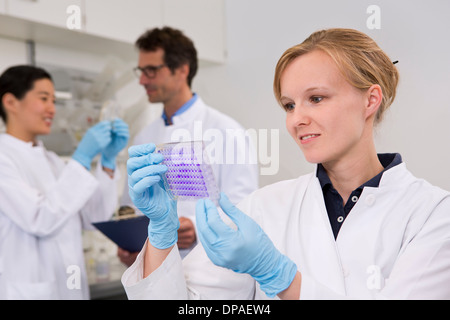 Wissenschaftler mit 96-Well Mikrotiterplatte mit Kristallviolett-Lösung zu prüfen, Toxizität Stockfoto