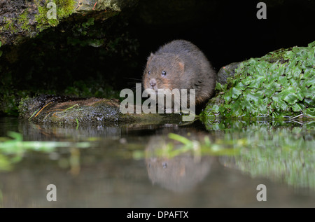 Schermaus (Arvicola Terrestris) am Eingang zum Tunnelsystem grenzt an Bach. Stockfoto