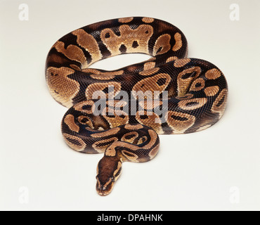 Königliche Python / Königspython (Python Regius), Studioaufnahme Stockfoto