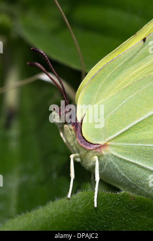 Ein männliche Schmetterling Zitronenfalter (Gonepteryx Rhamni) ruht auf Laub bei La Breole in den französischen Alpen Stockfoto