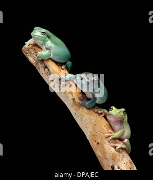 Drei Laubfröschen auf einem Ast Stockfoto