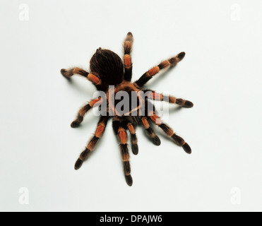 Mexican Redknee Vogelspinne (Brachypelma Smithi), Studioaufnahme Stockfoto