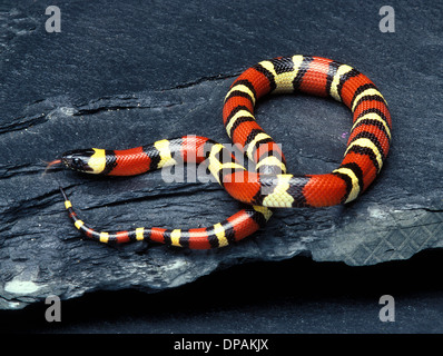 Pueblan Milch Schlange (Lampropeltis Triangulum Campbelli) Stockfoto