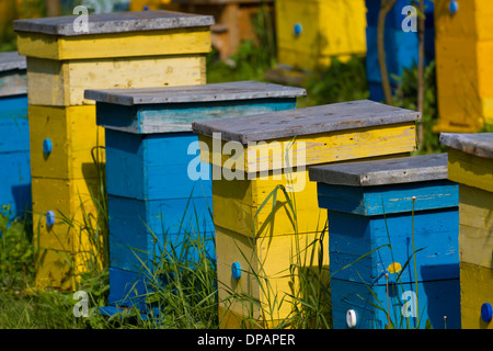 Imker arbeiten am Bienenstock Stockfoto
