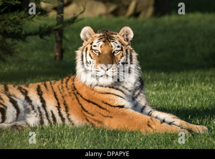Männliche Amur-Tiger entspannt und starrte in die Kamera schauen Stockfoto