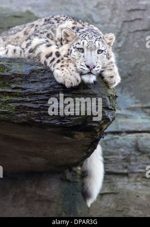 Männlichen Schneeleoparden Cub auf Felsen liegend mit Rute hängend Stockfoto