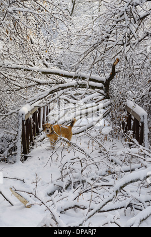 Zottigen Hund Leine am Park Forstweg mit Brücke und abgestürzten Bäumen bedeckt in Eis und Schnee nach Sturm in Toronto Stockfoto