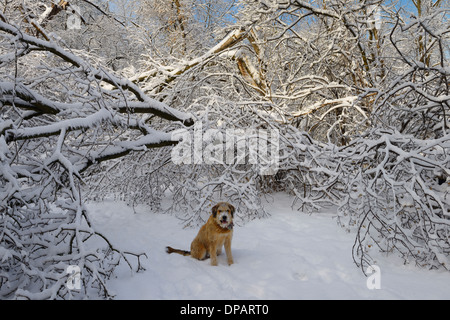 Hundesitting auf Park Waldweg mit gebrochenen Bäume bedeckt nach Sturm in Toronto mit Eis und Schnee. Stockfoto