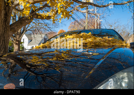 GInkgo Biloba Blätter auf Windschutzscheibe auto Stockfoto