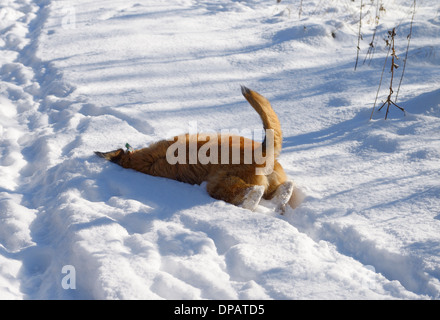 Hund auf einem Spaziergang wühlen in tiefen Neuschnee Grate entfernen Gesicht mit Hintern in der Luft Stockfoto