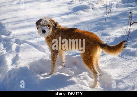 Zottigen Hund auf einem Spaziergang mit Schnee bedeckte Gesicht nach graben, in Toronto Ontario Winterpark Grate zu entfernen Stockfoto