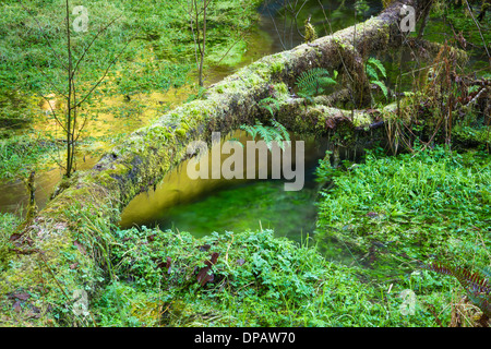 Üppig grüne Landschaft im Sumpfgebiet der Hoh Rainforest Stockfoto