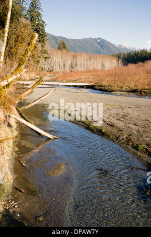 Die Blätter haben alle Links die meisten Bäume im Winter am Fluss Hoh Stockfoto