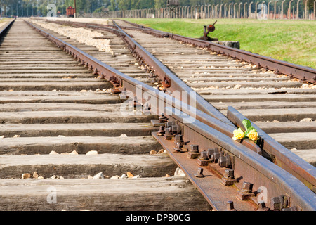 Railroad tracks mit gelben Rosen links als Mahnmal für Opfer, die kamen mit dem Zug in das KZ Auschwitz II, Polen Stockfoto