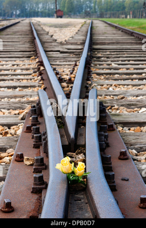 Railroad tracks mit gelben Rosen links als Mahnmal für Opfer, die kamen mit dem Zug in das KZ Auschwitz II, Polen Stockfoto