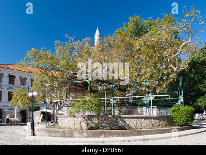 Der Baum des Hippokrates auf der griechischen Insel Kos. Stockfoto