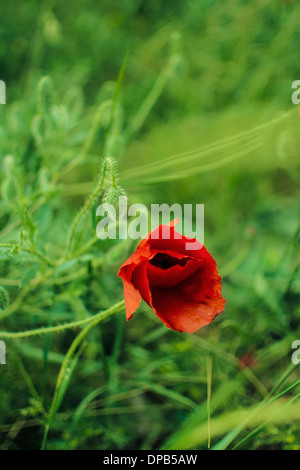 Mohn Blume auf dem Feld Stockfoto