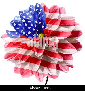 Blume Dahlie als Flagge der USA. Isoliert auf einem weißen Stockfoto