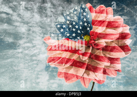 Blume Dahlie als Flagge der USA in der Größenordnung von alten Zeit Karte Stockfoto