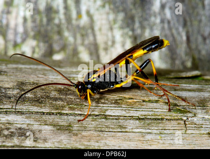 Nahaufnahme der Ichneumon Wasp, Amblyteles Armatorius. Essex UK Stockfoto