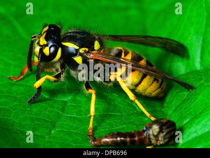 Makroaufnahme einer Arbeitnehmerin deutsche Wespe, Vespula Germanica. Essex UK Stockfoto