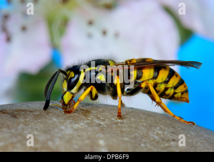 Makroaufnahme einer Arbeitnehmerin deutsche Wespe, Vespula Germanica. Essex UK Stockfoto