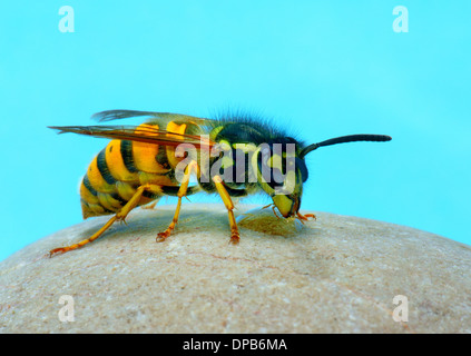 Makroaufnahme einer Arbeitnehmerin deutsche Wespe, Vespula Germanica. Essex UK Stockfoto