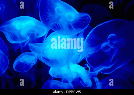 Deutschland, München, Qualle im aquarium Stockfoto