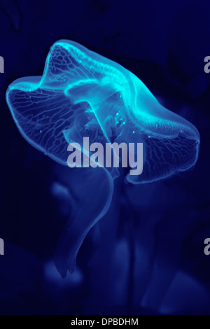 Deutschland, München, Qualle im aquarium Stockfoto