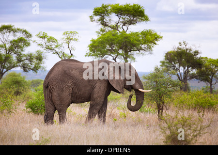 Ein Elefantenbulle (Loxodonta Africana) Weiden im Krüger Nationalpark, Südafrika. Stockfoto