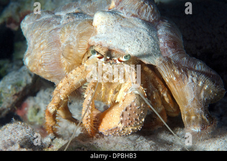 Anemonen Einsiedlerkrebs (Dardanus Tinctor) Rotes Meer, Ägypten, Afrika Stockfoto