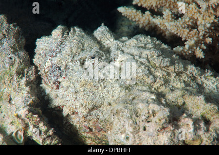 Tarnung Riff Steinfische oder einfach Steinfisch (Synanceia verzweigt) Rotes Meer, Ägypten, Afrika Stockfoto