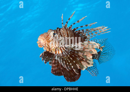 Rot Rotfeuerfisch (Pterois Volitans) Rotes Meer, Ägypten, Afrika Stockfoto
