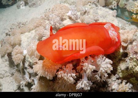 Spanische Tänzerin (Hexabranchus sanguineus) auf Korallenriff in der Nacht tauchen. Rotes Meer, Ägypten, Afrika Stockfoto